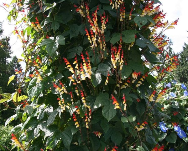 Ipomoea lobata - Fleurs et feuilles trilobées