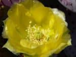 Fleurs d'Opuntia santarita, Fleurs de Poire épineuse pourpre, graines d'Opuntia santarita, graines de Poire épineuse pourpre