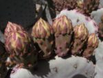 Opuntia santarita - Inflorescence
