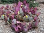 Opuntia santarita, Poire épineuse pourpre, graines d'Opuntia santarita, graines de Poire épineuse pourpre