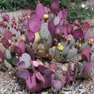 Opuntia santarita - Raquettes violettes