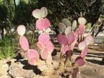 Opuntia santarita, Poire épineuse pourpre, graines d'Opuntia santarita, graines de Poire épineuse pourpre