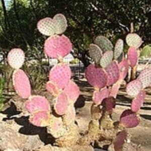 Opuntia santarita - Vue générale (CC BY-SA 3.0 - Lwan98)