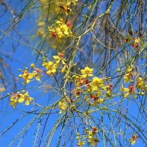 Parkinsonia aculeata - Floraison