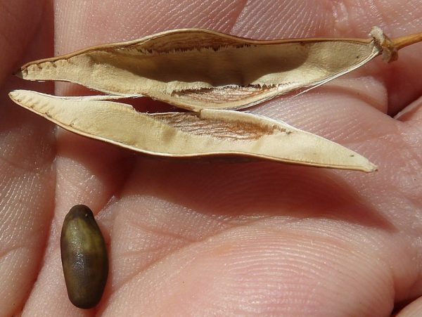 Parkinsonia aculeata - Gousses à graines brunes
