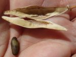 Parkinsonia aculeata - Gousses à graines brunes