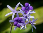 Petrea Volubilis - Calice mauve et fleurs violette