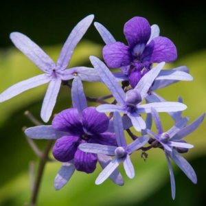 Petrea Volubilis - Calice mauve et fleurs violette