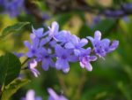 Petrea volubilis - Détails des fleurs