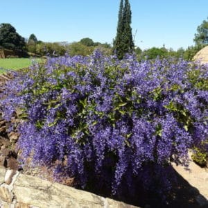 Petrea volubilis - Vue générale