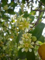 Quillajia saponaria - Détails des fleurs