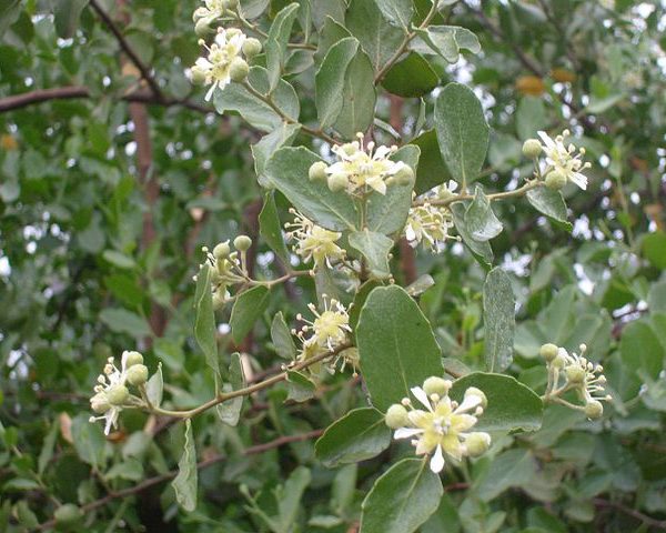 Quillajia saponaria - Feuillage et floraison
