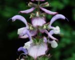 Salvia sclarea - Détails des fleurs
