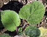 Salvia sclarea - Larges feuilles gaufrées