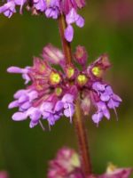 Salvia verticillata - Détails de l'inflorescence