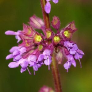 Salvia verticillata - Détails de l'inflorescence