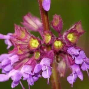 Salvia verticillata - Détails de l'inflorescence