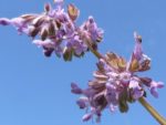 Salvia verticillata - Inflorescence