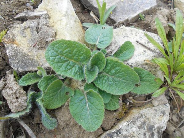 Salvia verticillata - Jeune pousse sur rocaille