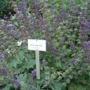 Graines de Salvia verticillata, Graines de Sauge verticillée