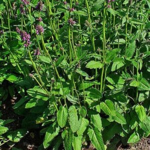 Stachys officinalis - Vue générale