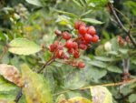 Zanthoxylum piperitum - Baies mûres