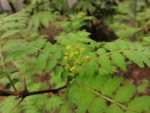 Zanthoxylum piperitum - Boutons floraux mâles