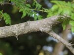Graines de Zanthoxylum piperitum, graines de Poivre de Sichuan