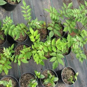 Zanthoxylum planispinum - Jeunes plants