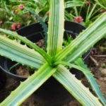 Aloe arborescens 'Variegata' - Feuilles panachées