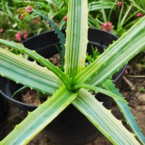 Aloe arborescens 'Variegata' - Feuilles panachées