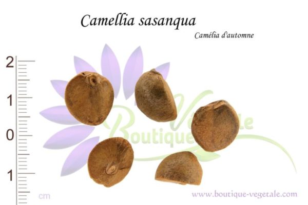 Graines de Camellia sasanqua