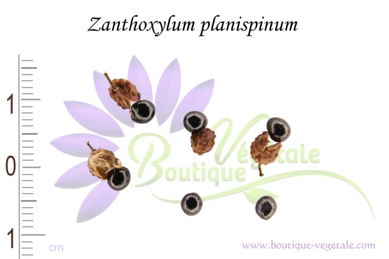 Graines de Zanthoxylum planispinum