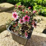 Plant de Leptospermum scoparium