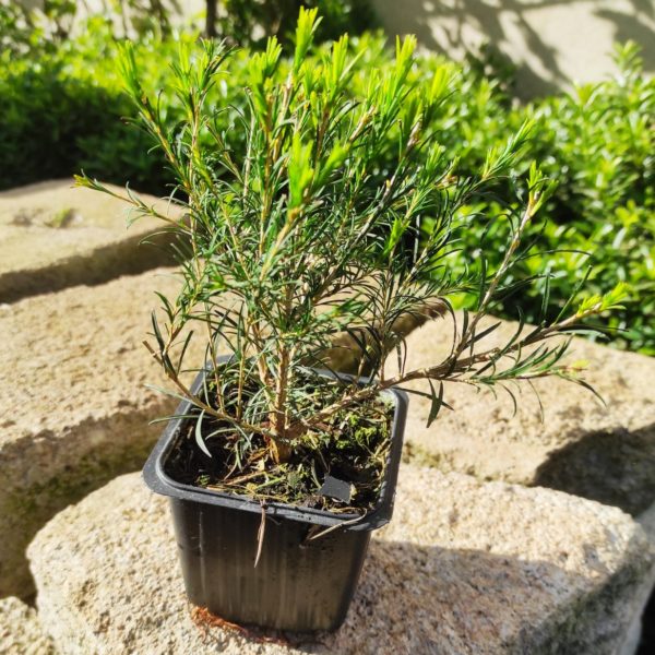 Plant de Melaleuca alternifolia