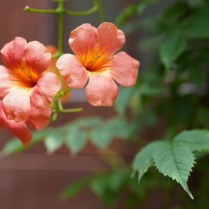 Campsis radicans - Inflorescence