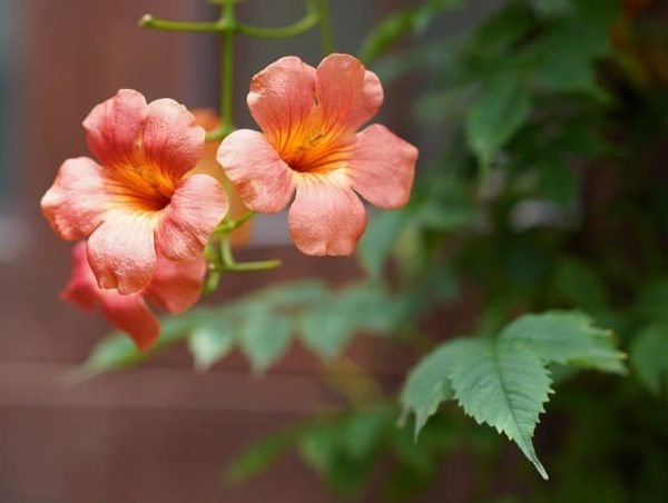 Campsis radicans - Inflorescence