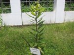 Diospyros ebeneum - Jeune plant