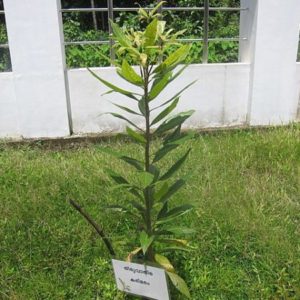 Diospyros ebeneum - Jeune plant