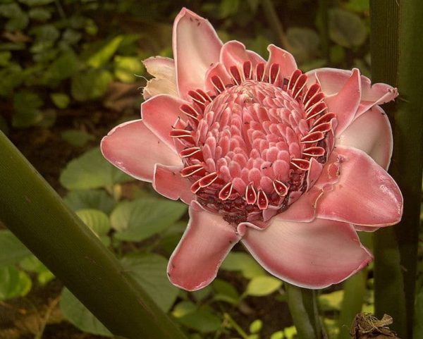 Etlingera elatior 'Pink' - Vue de haut d'une fleur