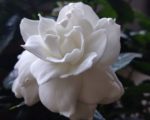 Gardenia jasminoides - Fleurs aux pétales coriaces