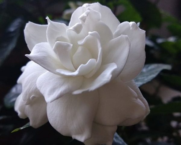 10 Gardenia Jasminoides Graines Seeds Blanc Très Parfumée Fleurs Semences 