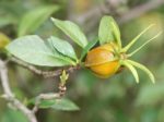 Gardenia jasminoides - Infrutescence