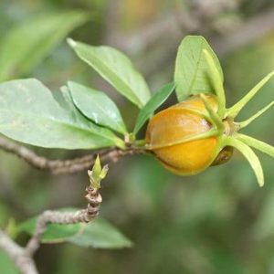 Gardenia jasminoides - Infrutescence