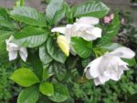 Gardenia jasminoides - Vue générale