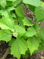 Gmelina arborea - Détails des feuilles