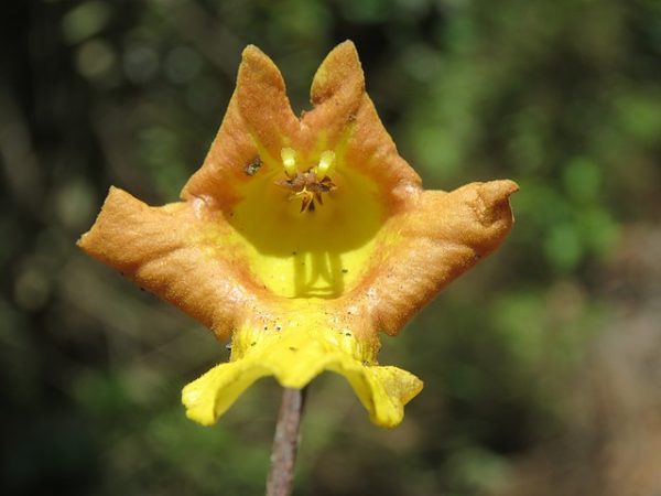 Gmelina arborea - Détails d'une fleur