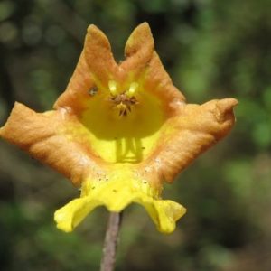 Gmelina arborea - Détails d'une fleur