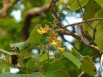 Gmelina arborea - Feuillage et inflorescence