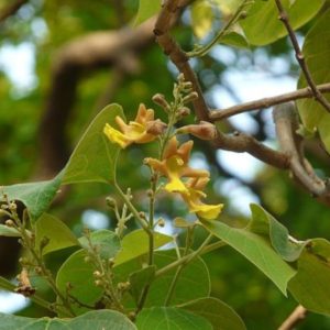Gmelina arborea - Feuillage et inflorescence